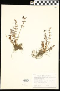 Woodsia obtusa subsp. obtusa image