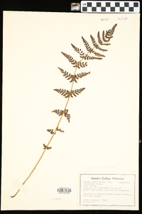 Woodsia obtusa subsp. obtusa image