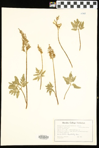 Sceptridium biternatum image