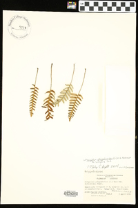 Pleopeltis polypodioides image