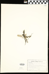 Pleopeltis polypodioides image