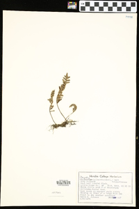 Pleopeltis polypodioides image