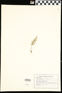 Pleopeltis polypodioides image