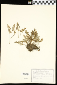 Pleopeltis polypodioides image