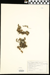 Pleopeltis polypodioides var. michauxiana image