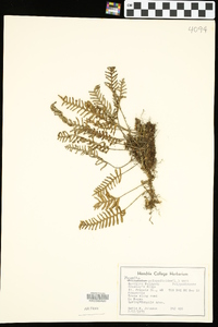 Pleopeltis polypodioides image