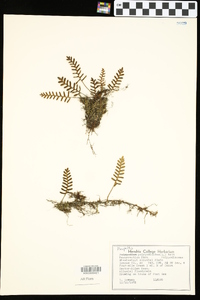 Pleopeltis polypodioides image