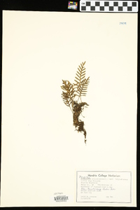 Pleopeltis polypodioides image