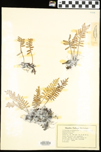 Polypodium polypodioides image