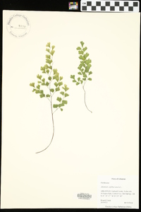 Adiantum capillus-veneris image