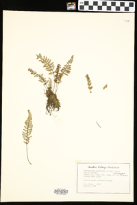 Myriopteris alabamensis image