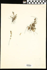 Myriopteris gracilis image