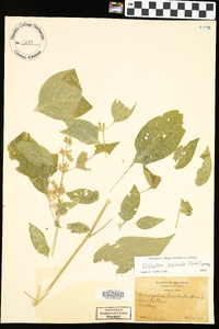 Dicliptera brachiata image