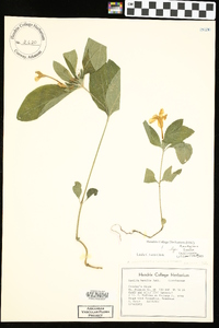 Ruellia caroliniensis image