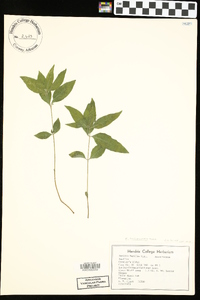 Ruellia pedunculata image