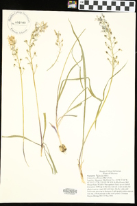 Camassia scilloides image