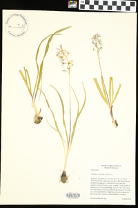 Camassia scilloides image