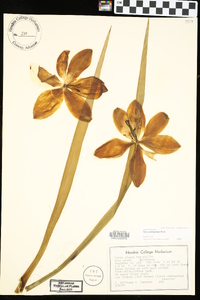 Yucca arkansana image