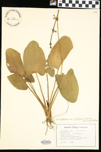 Echinodorus cordifolius image