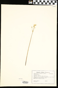 Nothoscordum bivalve image