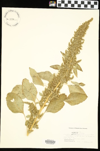 Amaranthus hybridus image