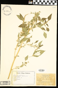 Amaranthus spinosus image