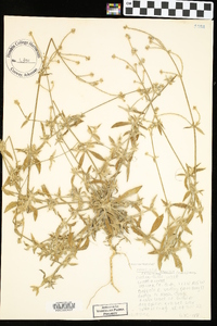 Froelichia gracilis image