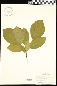 Cotinus obovatus image