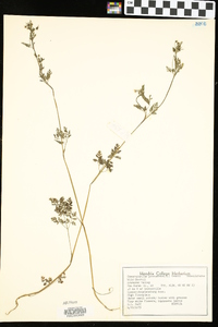 Chaerophyllum procumbens image