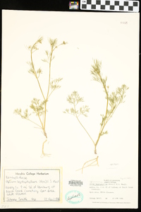 Cyclospermum leptophyllum image