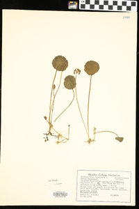 Hydrocotyle umbellata image