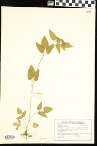 Thaspium trifoliatum var. aureum image