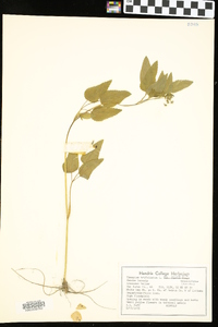 Thaspium trifoliatum image