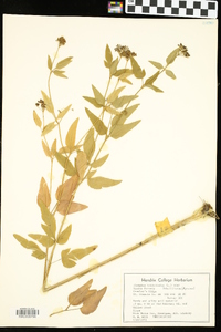 Thaspium trifoliatum image