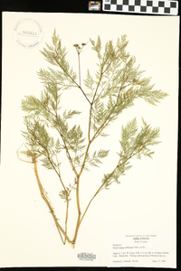 Trepocarpus aethusae image