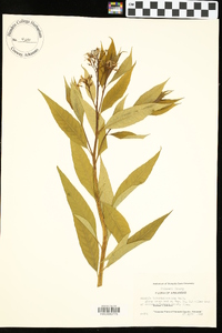 Amsonia tabernaemontana image