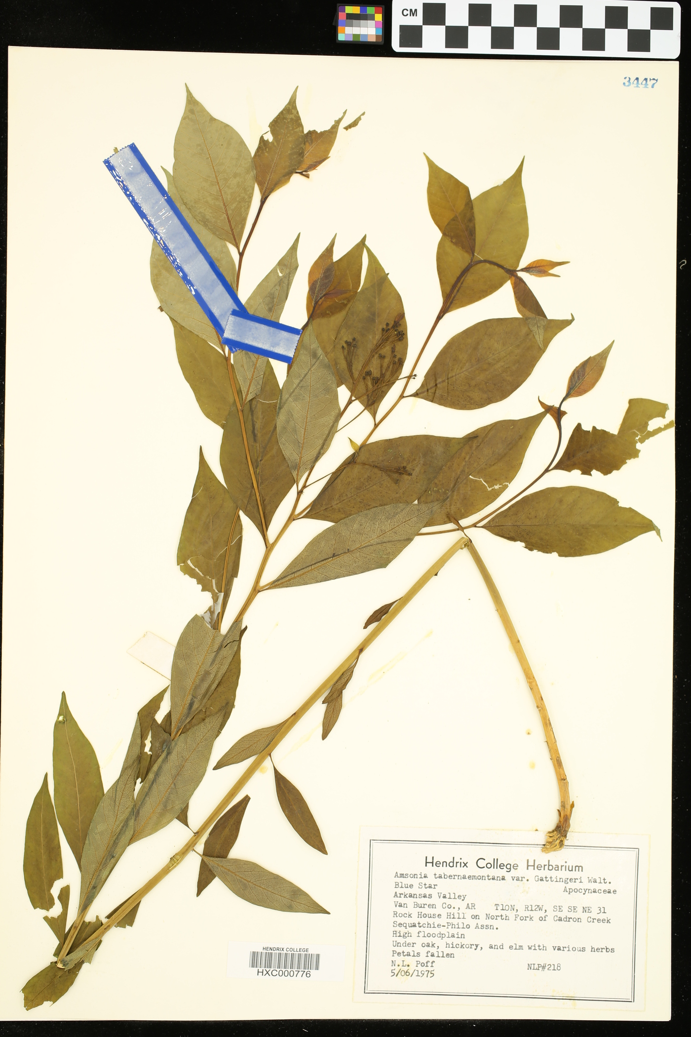 Amsonia tabernaemontana var. gattingeri image