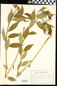 Amsonia tabernaemontana image