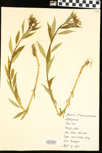 Amsonia tabernaemontana image