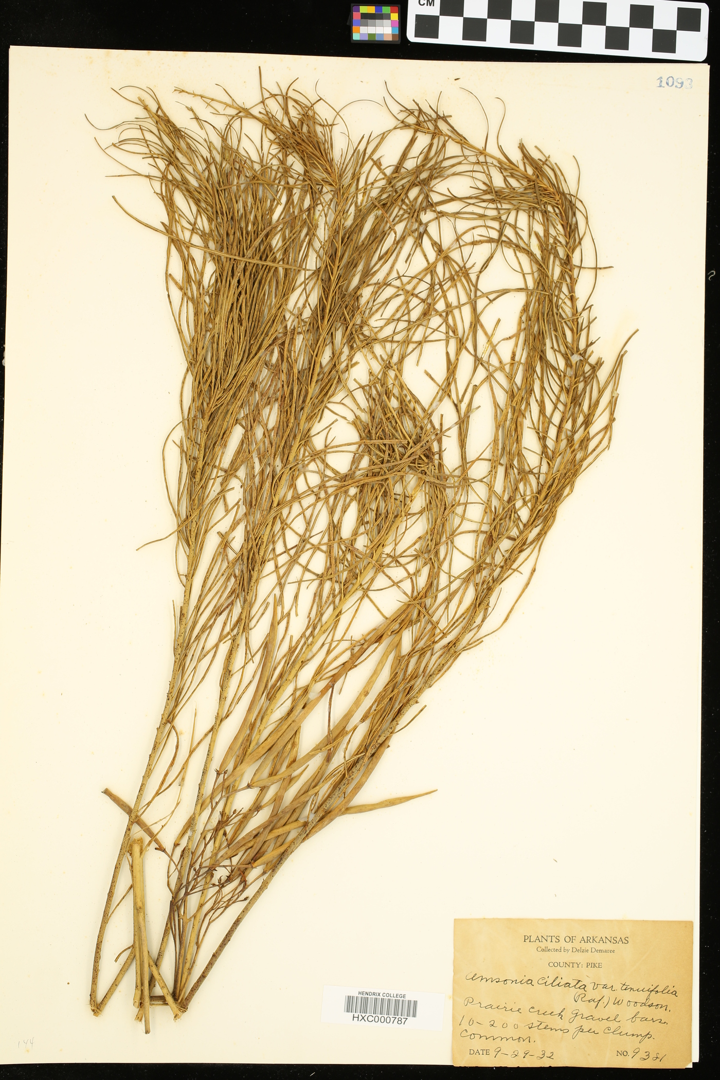Amsonia ciliata var. tenuifolia image
