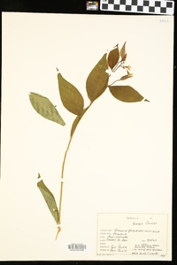 Amsonia tabernaemontana image