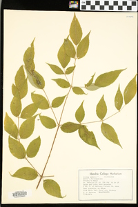 Aralia spinosa image