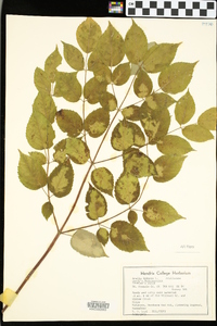 Aralia spinosa image