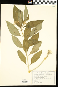 Asclepias perennis image