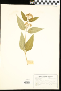 Asclepias perennis image