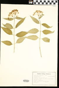 Asclepias perennis image