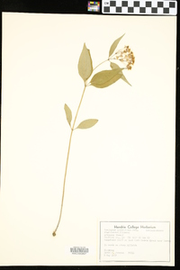 Asclepias quadrifolia image