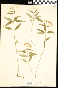 Asclepias quadrifolia image