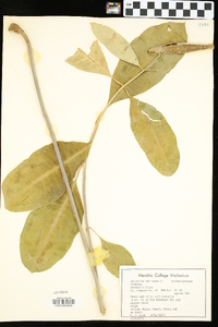 Asclepias variegata image