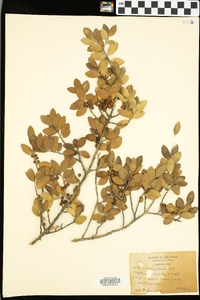 Ilex vomitoria image